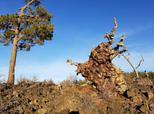 A gnarled tree stands on rocky terrain, with a tall pine tree in the background against a clear blue sky.