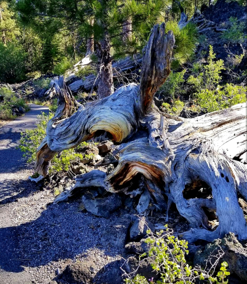 A gnarled, weathered tree stump surrounded by greenery and rocky terrain on a sunny day.