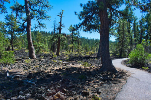 A winding path through a rocky forest with tall trees and clear blue skies.