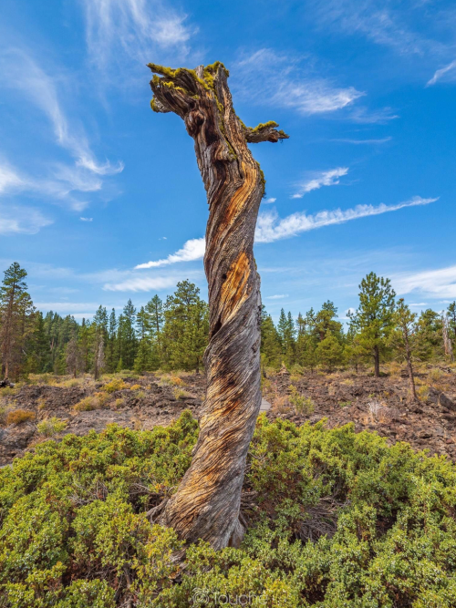 A twisted, weathered tree stands against a blue sky, surrounded by green shrubs and distant pine trees.