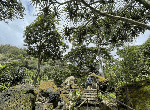 A lush, green landscape with tall trees and rocky steps leading through a tropical forest.