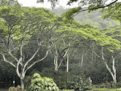Lush green trees with twisted trunks in a misty forest setting, surrounded by dense foliage.