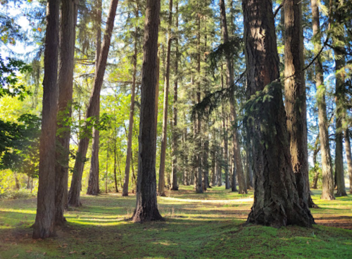 A serene forest scene with tall trees and dappled sunlight filtering through the leaves onto a grassy path.