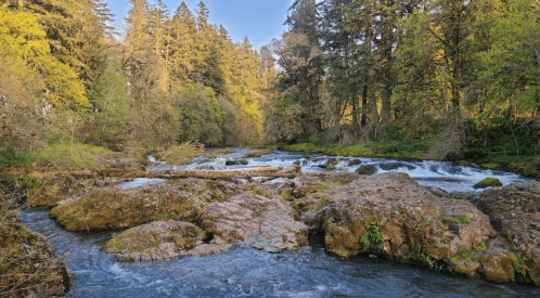 A serene river flows over rocks, surrounded by lush green trees and sunlight filtering through the forest.