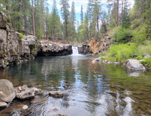 A serene forest scene featuring a small waterfall cascading into a clear pool, surrounded by lush greenery and rocks.