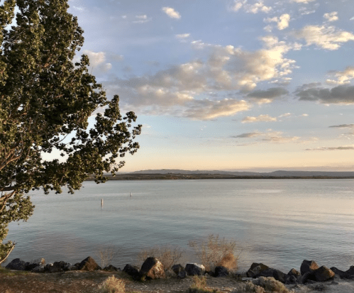 A serene lakeside view with a tree, rocky shore, and soft clouds in the sky during sunset.