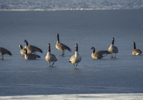 A group of geese walking and resting on a frozen lake with a blurred water background.