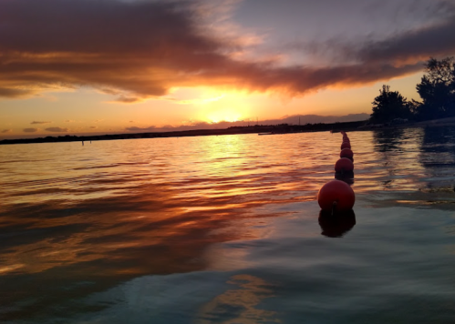 Sunset over calm water with orange buoys floating in the foreground and silhouetted trees in the background.