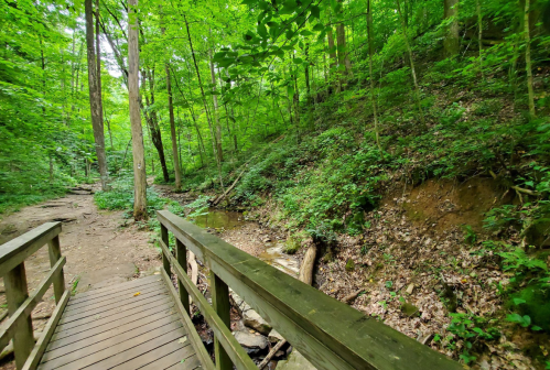 A wooden bridge crosses a small stream in a lush, green forest with dense trees and foliage.