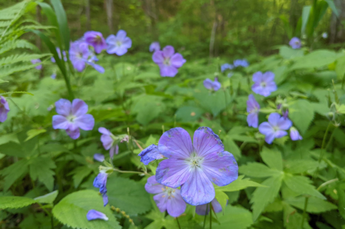 A close-up of purple wildflowers surrounded by lush green foliage in a forest setting.