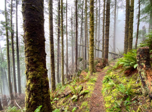 A misty forest path surrounded by tall trees and lush green ferns, creating a serene, tranquil atmosphere.