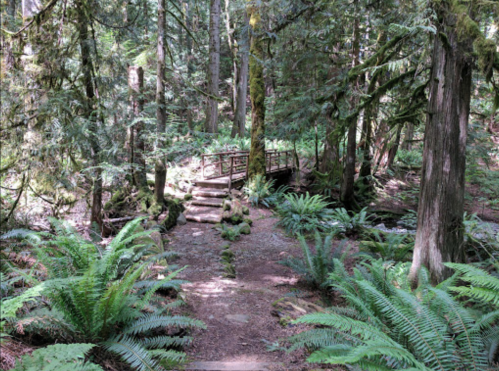 A serene forest path with lush ferns and a small wooden bridge crossing a stream.