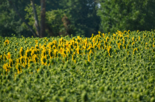 A field of sunflowers in full bloom, surrounded by lush green foliage under a clear sky.