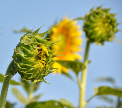 Close-up of sunflower buds with a bright yellow sunflower in the background against a clear blue sky.