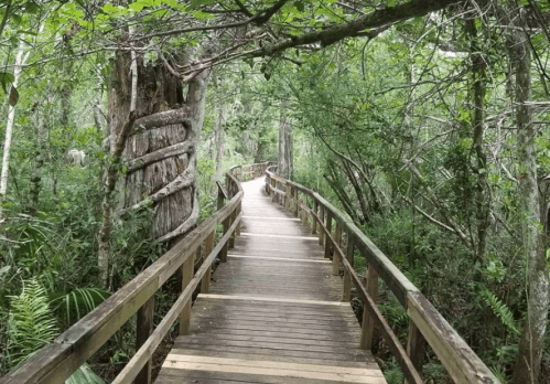 A wooden boardwalk winding through a lush green forest, surrounded by trees and foliage.