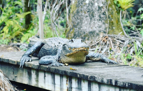 A large alligator resting on a wooden platform in a lush, green swamp environment.