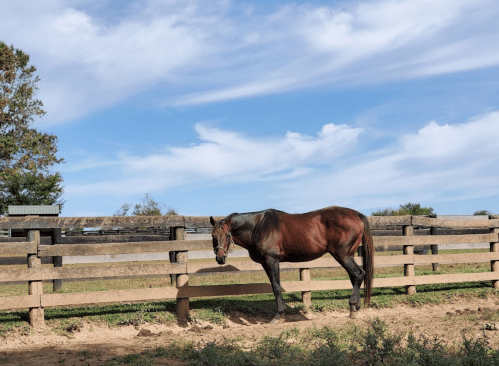 A brown horse stands beside a wooden fence under a blue sky with scattered clouds.