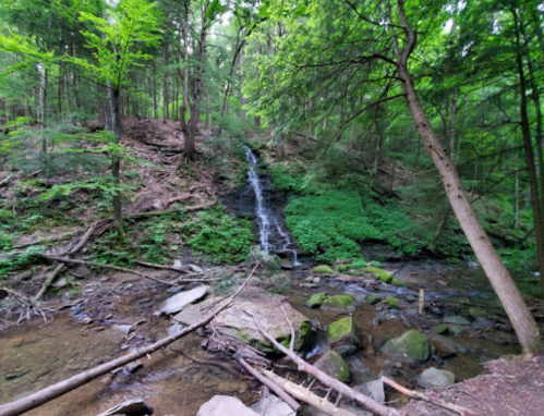 A serene forest scene featuring a small waterfall cascading over rocks, surrounded by lush green trees and foliage.