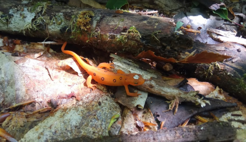 An orange salamander with black spots on a bed of leaves and twigs in a forest setting.