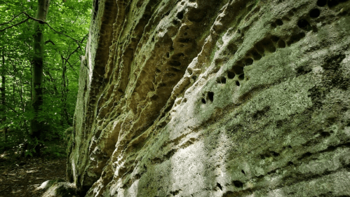 Close-up of a textured rock face with grooves and holes, surrounded by lush green foliage in a forest.