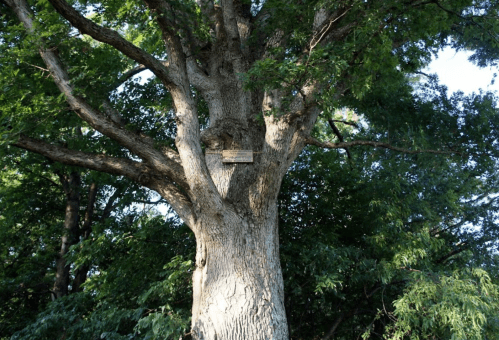 A large tree with a textured trunk and green foliage, featuring a small sign attached to its bark.