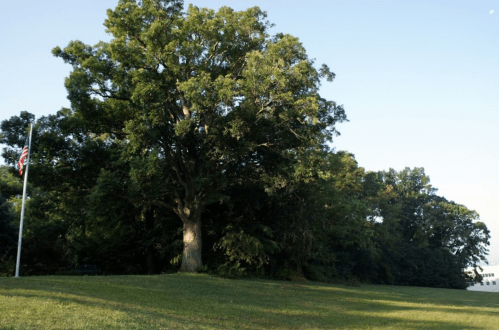 A large tree stands on a grassy area, with an American flag nearby and a clear blue sky in the background.