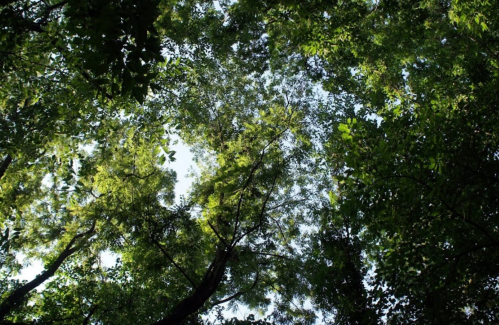 Looking up through a dense canopy of green leaves and branches against a bright sky.