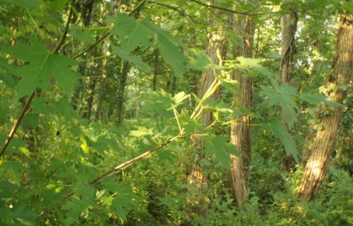 Lush green foliage and trees in a dense forest, with sunlight filtering through the leaves.