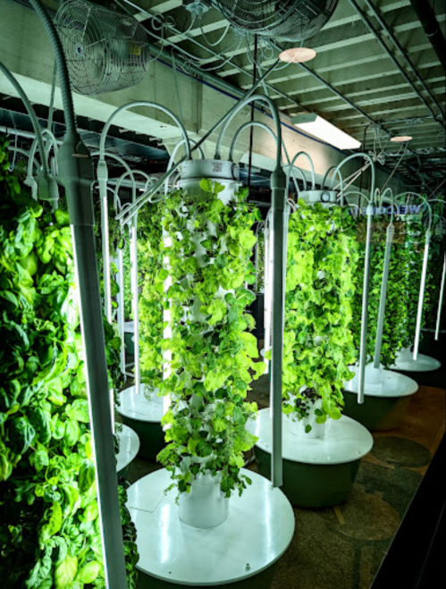 Vertical hydroponic garden with lush green lettuce growing under bright lights in a modern indoor setting.