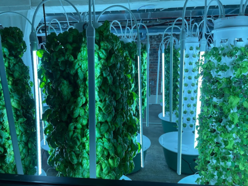 Vertical hydroponic garden with lush green lettuce and herbs under bright LED lights in a modern indoor setting.