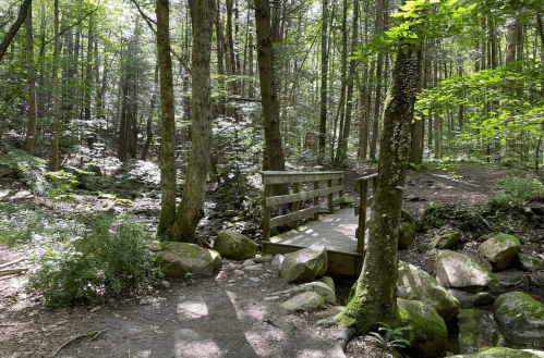 A wooden bridge crosses a small stream in a lush, green forest with tall trees and dappled sunlight.