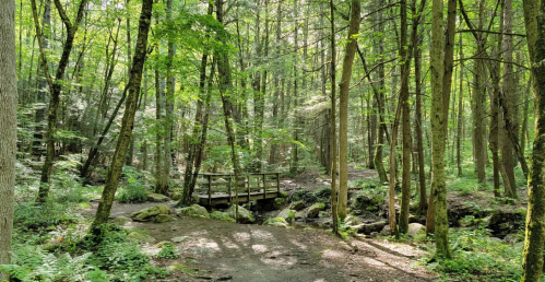 A serene forest scene with tall trees, a small wooden bridge, and dappled sunlight filtering through the leaves.
