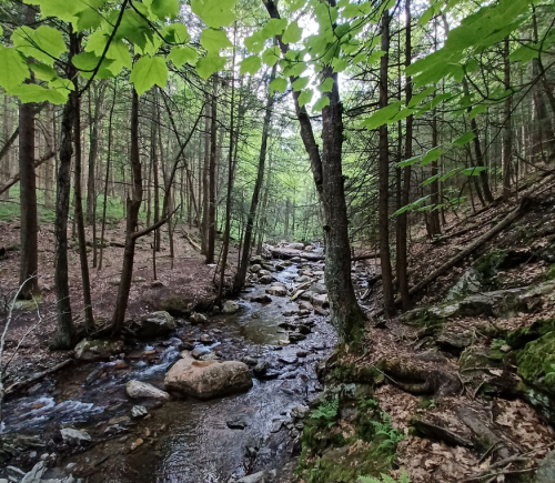 A serene forest scene with a rocky stream surrounded by lush green trees and foliage.