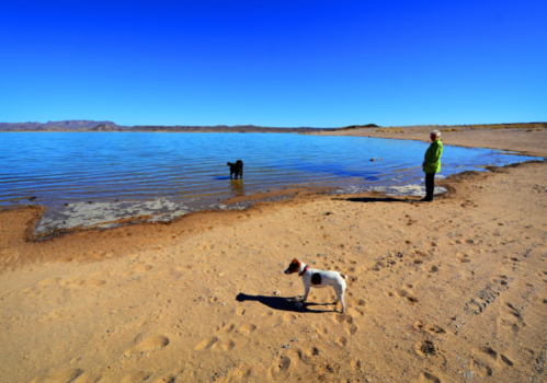 A person in a green jacket stands on a sandy beach by a calm lake, with two dogs playing in the water.