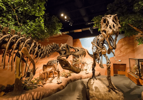 A dinosaur exhibit featuring a large T. rex skeleton and other fossilized remains in a naturalistic setting.