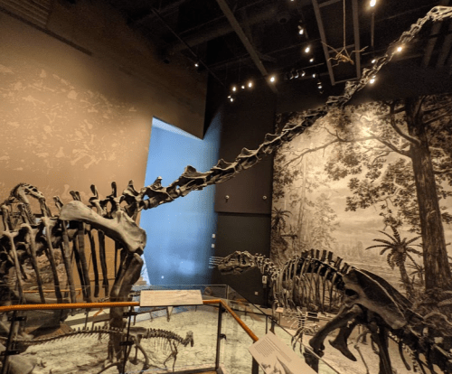 A dinosaur skeleton displayed in a museum, with a mural of prehistoric scenery in the background.