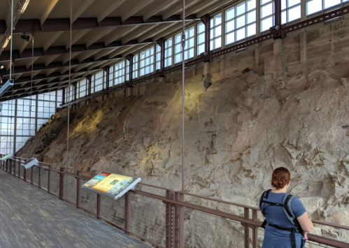 A person stands near a large fossil wall in a museum, with informational displays and natural light illuminating the scene.