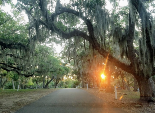 A sun setting through moss-covered trees along a quiet, winding road.