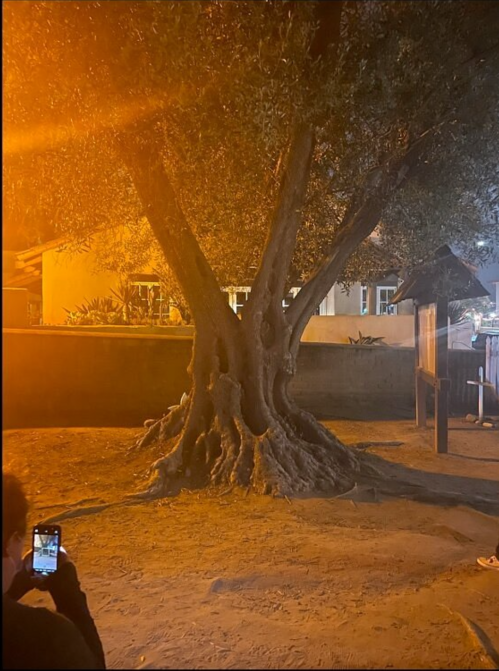 A large tree with a thick trunk stands in a dimly lit area, with a person taking a photo nearby.