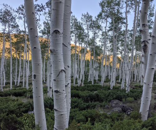 A serene forest of tall white aspen trees surrounded by green underbrush and distant mountains.