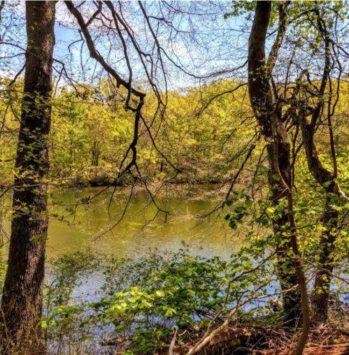 A serene river scene surrounded by lush green trees and branches under a clear blue sky.