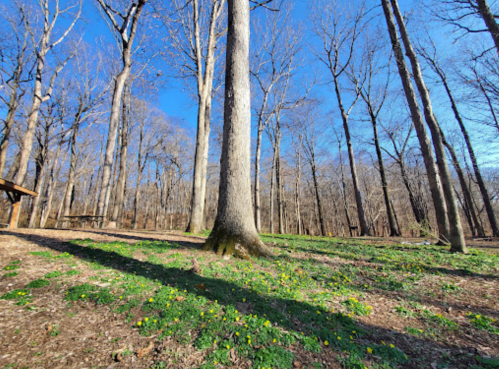 A sunny forest scene with tall trees and green ground cover, under a clear blue sky.