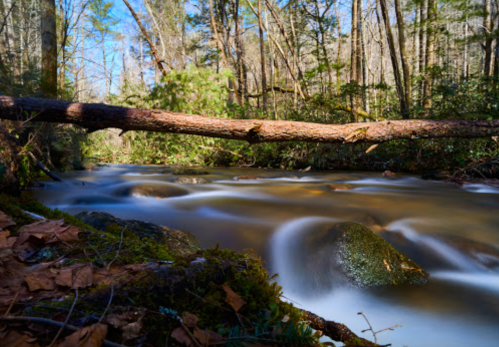 A serene river flows through a forest, with a fallen log across the water and sunlight filtering through the trees.