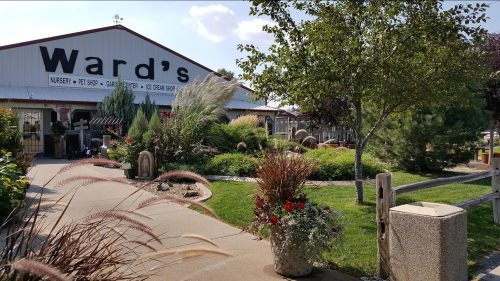 A garden center with vibrant plants, flowers, and a sign reading "Ward's" under a clear blue sky.
