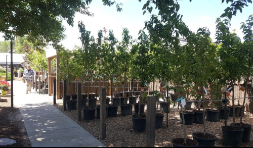 A garden path lined with potted trees under a sunny sky, with people walking in the background.