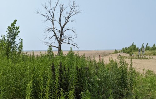 A barren tree stands near a sandy beach, surrounded by tall green grass and shrubs under a clear blue sky.