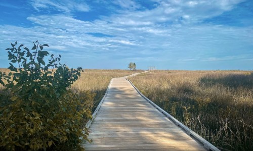 A wooden boardwalk stretches through tall grass under a blue sky with scattered clouds.