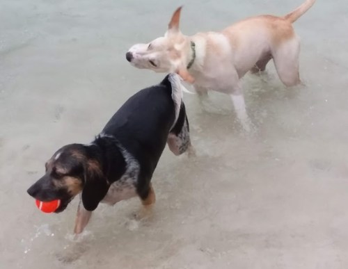Two dogs play in shallow water, one carrying a red ball while the other shakes off water nearby.