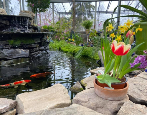 A serene greenhouse scene featuring a pond with koi fish, lush greenery, and a pot of tulips and daffodils.