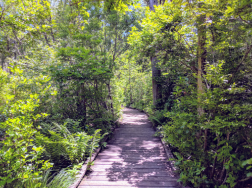 A wooden pathway winds through a lush, green forest filled with trees and foliage.